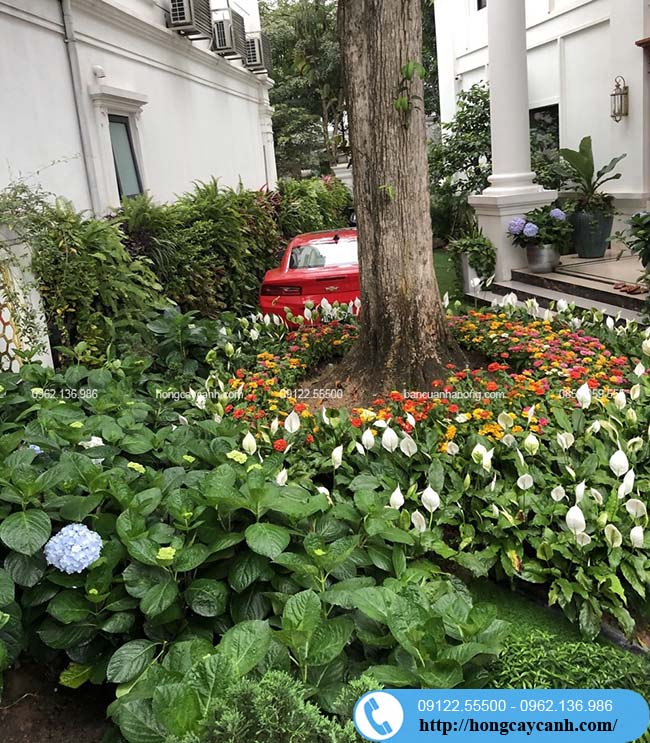 Cung cấp cây hoa trồng nền sân vườn tại Văn Giang