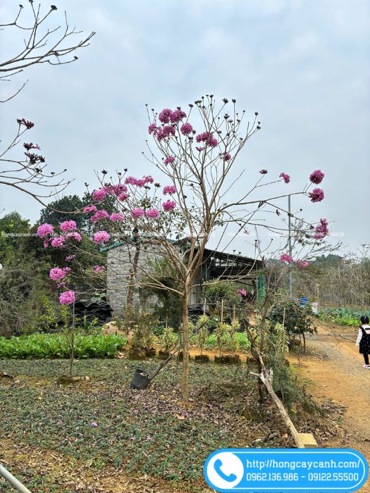 Cung cấp cây phong linh tím trưởng thành giá tốt