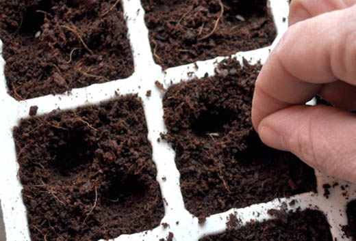 đất sạch trồng rau mầm