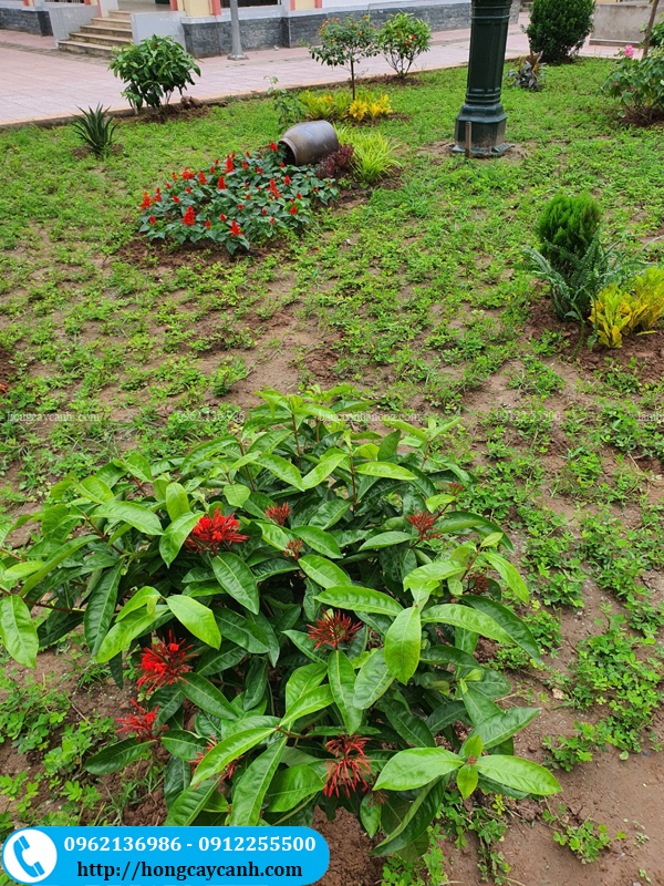 Thiết kế trồng cây xanh trong khuôn viên trường học bệnh viện giúp chống xói mòn đất