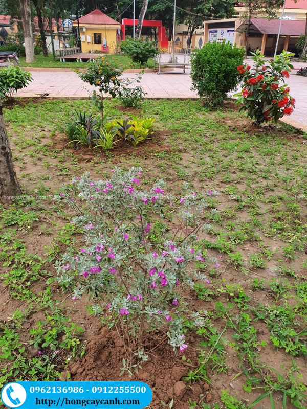 Cung cấp và trồng cây xanh cho trường học bệnh viện