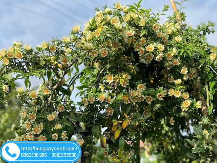 Giàn hoa chanh nho sai và thơm