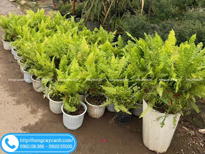 Vườn giao cây dương xỉ var cho khách