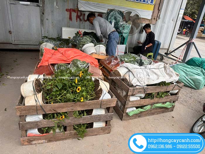 Cây hoa hướng dương thân gỗ đóng thùng gửi khách Nghệ An