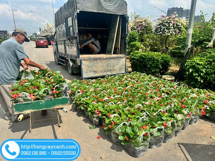Vườn giao cây thu hải đường tại Quảng Ninh