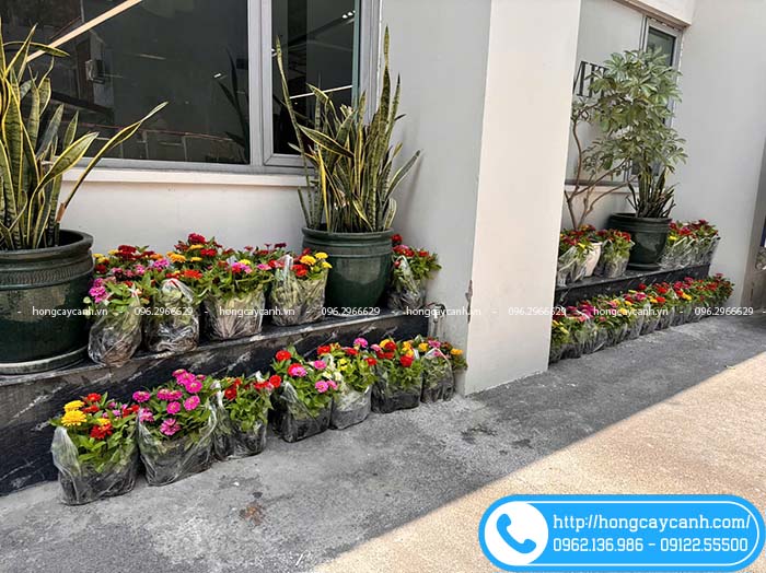 Vườn giao hoa cúc lá nhám tại Ba Đình