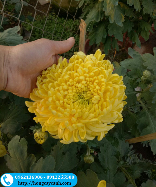 Hoa cúc đại đóa màu vàng