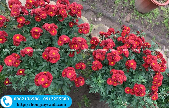 Hoa cúc n8 đỏ rực rỡ 1 góc vườn