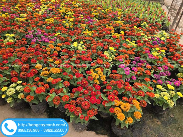Hoa cúc lá nhám đẹp, đủ màu rực rỡ thu hút mọi ánh nhìn