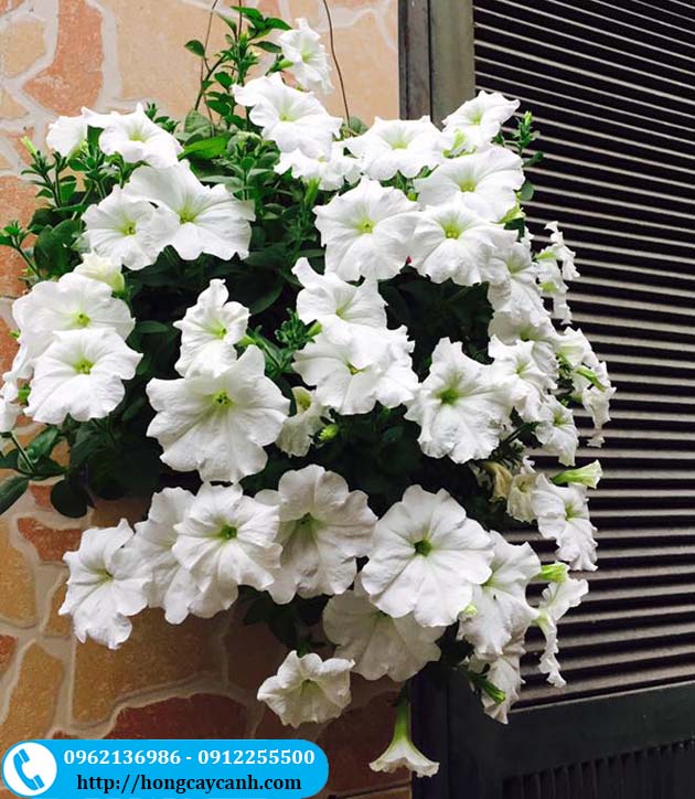 Hoa dạ yến thảo màu trắng