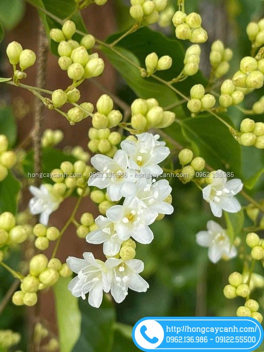 Chùm hoa đinh hương thơm và trắng muốt