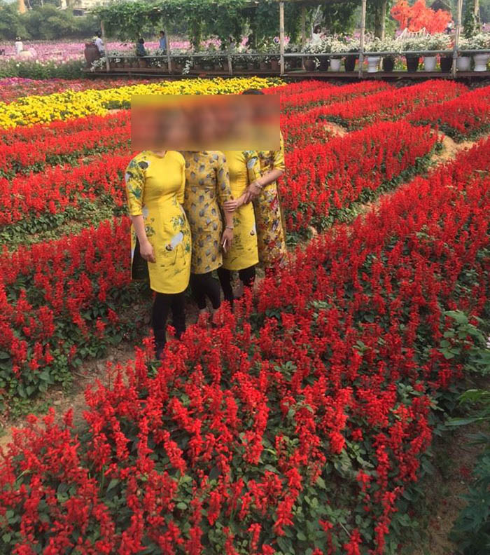 hoa đỏ trồng công viên hoa xác pháo