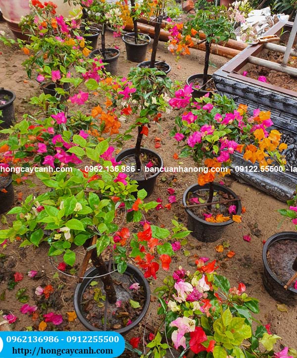 Hoa giấy Thái Lan nhiều màu 