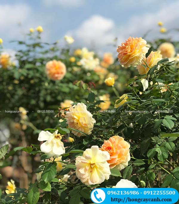 Hoa hồng Molineux trồng sân vườn