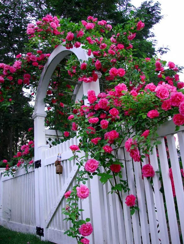hoa hồng leo tường vy leo cổng