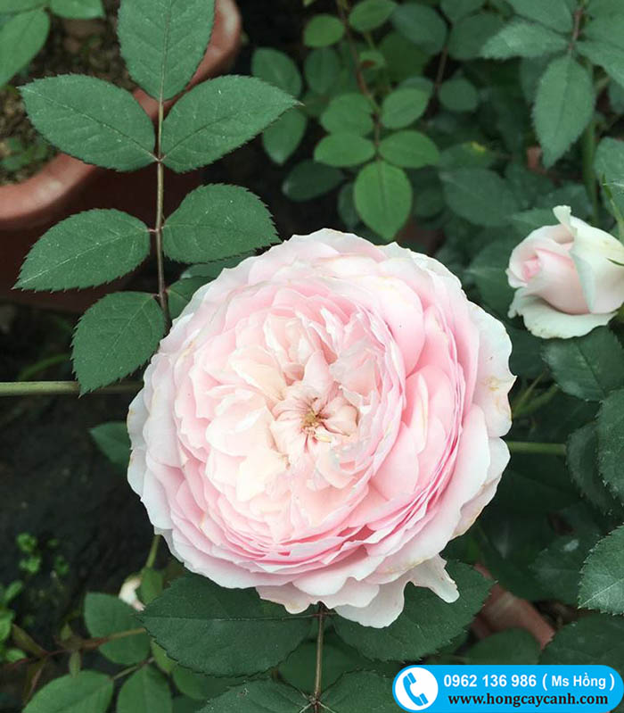 hoa hồng misaki nhật bản