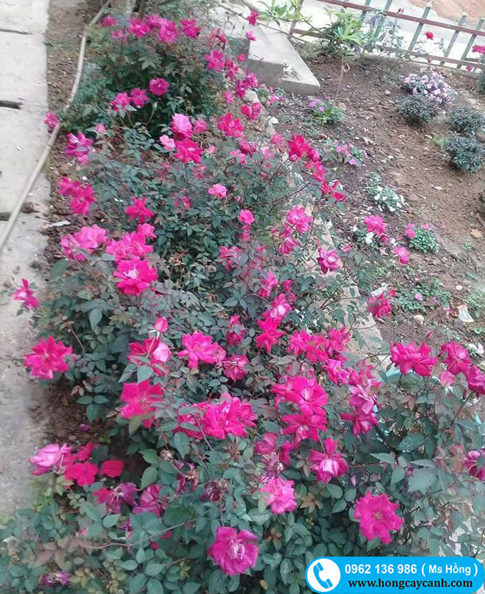 Hoa hồng quế trồng bụi ưa sáng