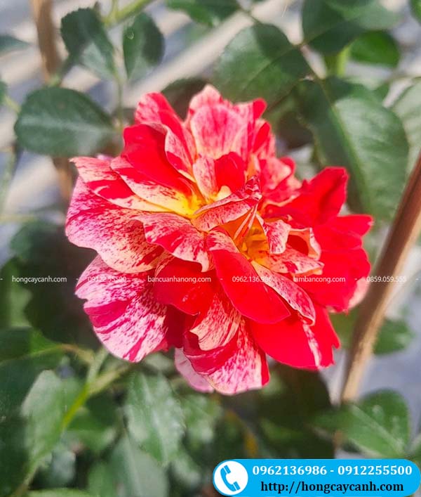 Bông hoa hồng Utrillo