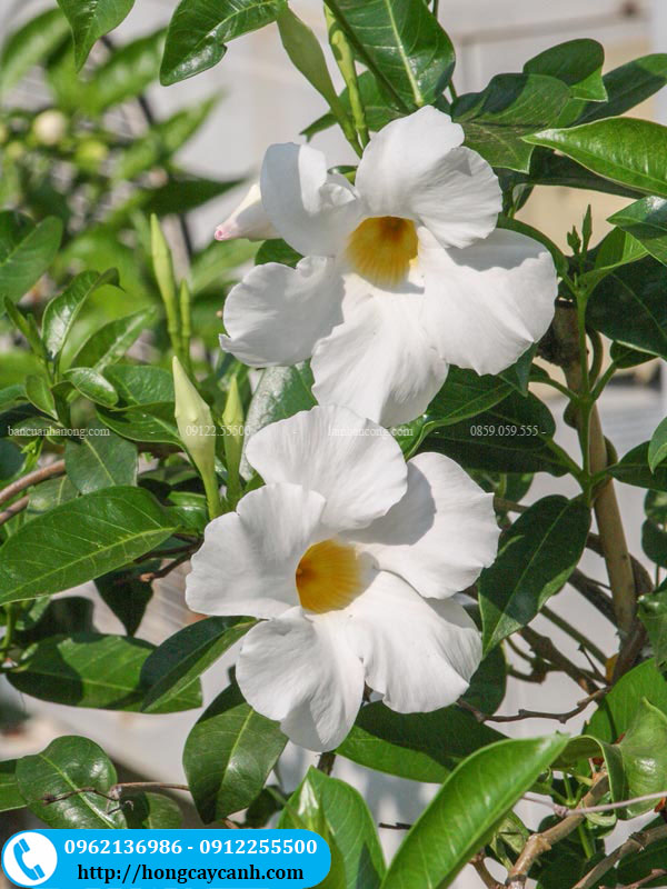 Bông hoa huỳnh anh trắng có 5 cánh và hợp thành ống tràng