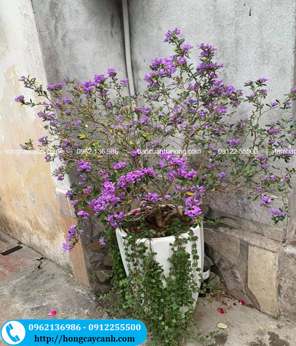 Hình ảnh cây hoa linh sam màu tím