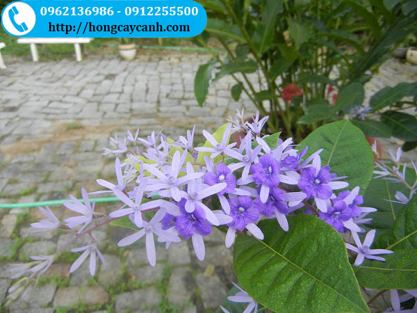 Hoa mai xanh Thái