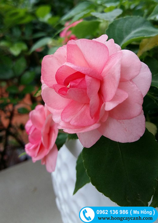 hoa ngọc thảo xoắn hồng