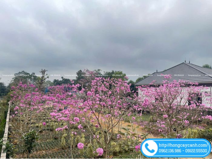 Hoa phong linh tím mọc thành từng chùm nổi bật