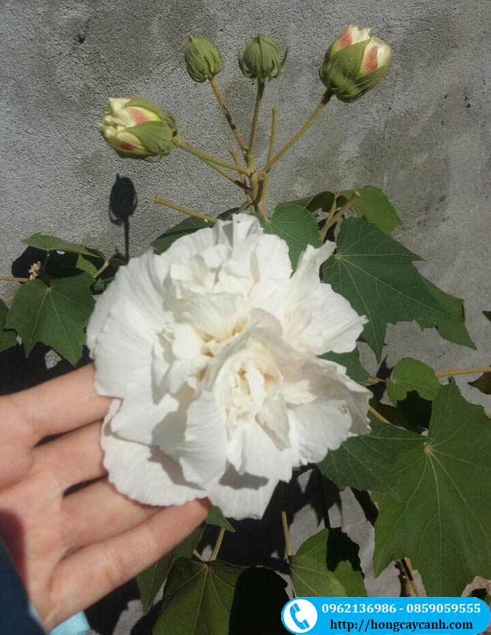 Hoa phù dung trắng