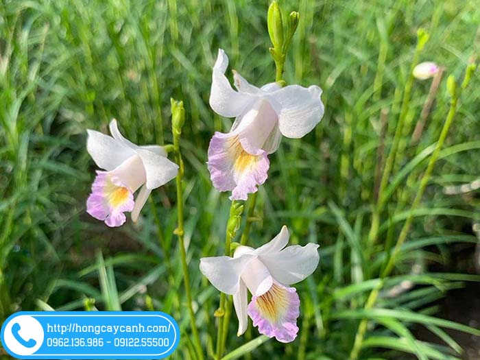 Hoa trúc lan màu trắng