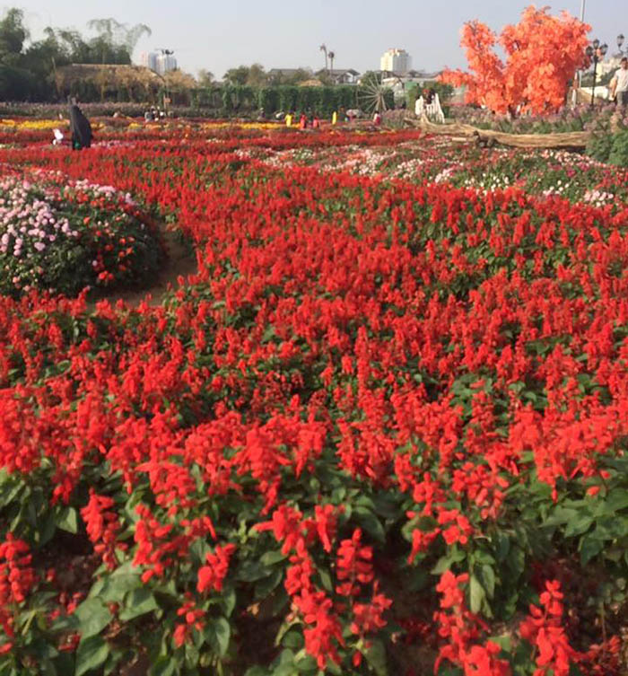 hoa xác pháo đỏ trồng công viên