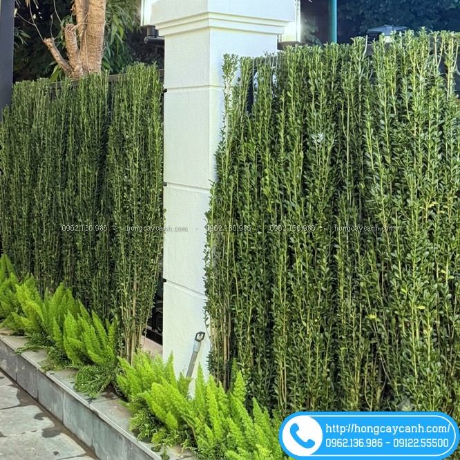 Hoàng dương Nhật trồng hàng rào