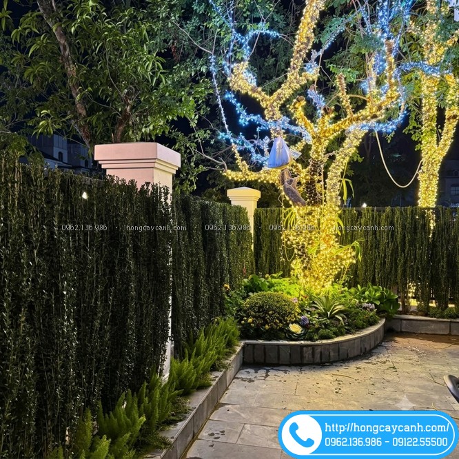 Hoàng dương Nhật trồng sân vườn biệt thự