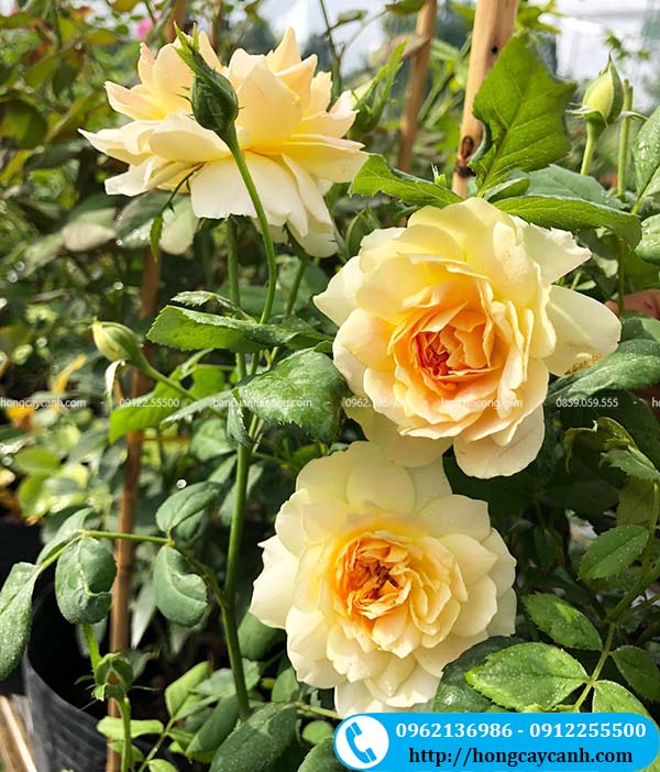 Hoa hồng Molineux