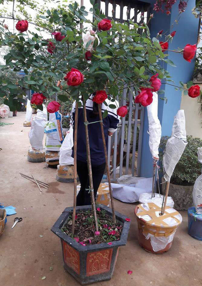 hồng cổ sapa 1 thân
