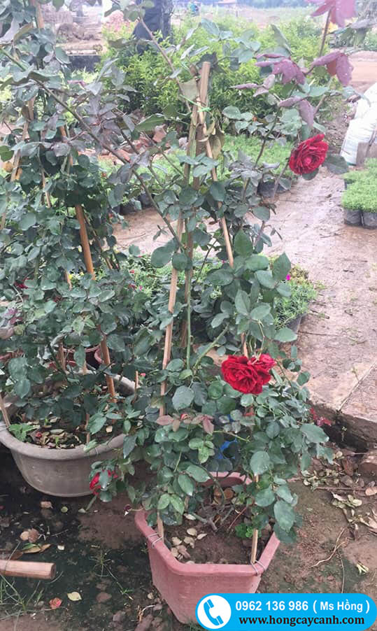Cây hoa hồng leo cổ hải phòng