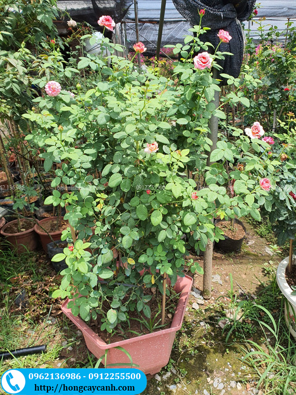 Bán cây hoa hồng claude monet đang nở hoa rất đẹp