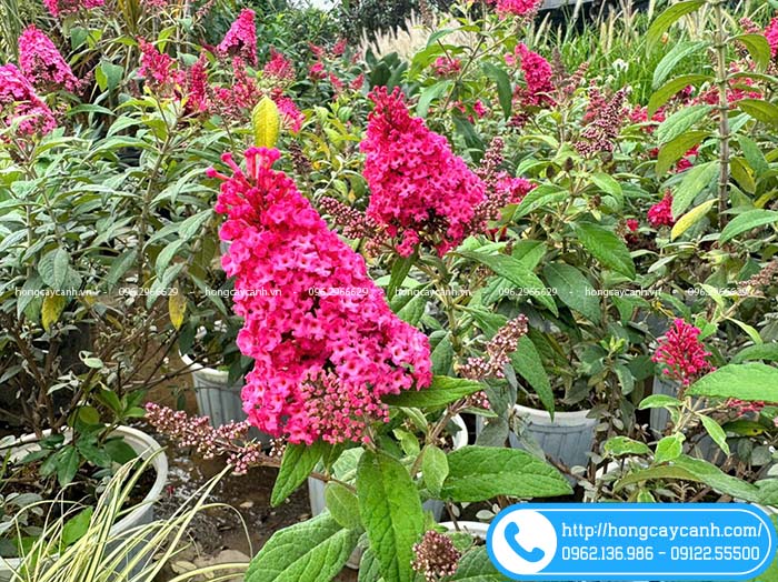 Vườn hoa hồng trầm hương