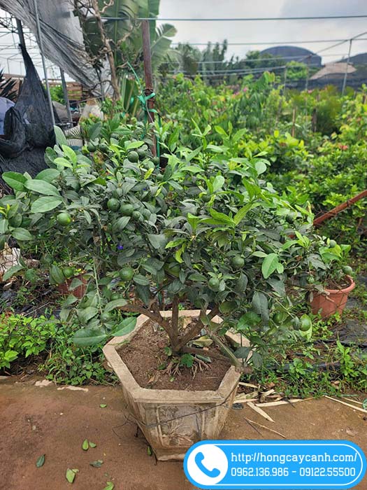 Cây chanh ta trồng chậu