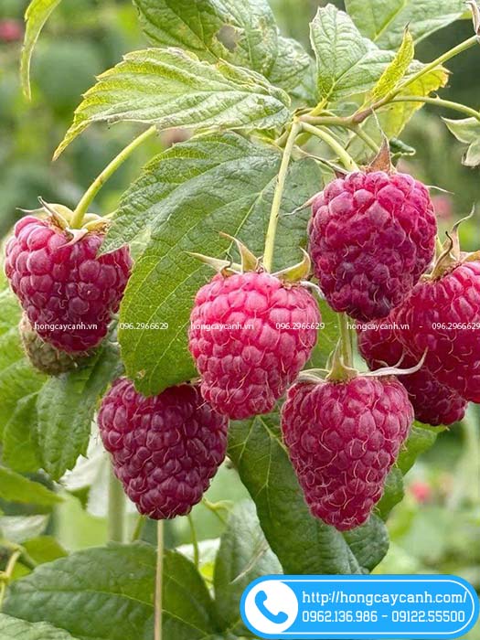 Cây mâm xôi đỏ cho những chùm quả ở mỗi ngọn