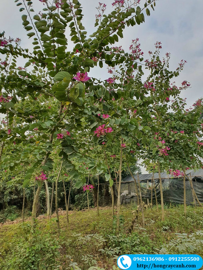 Bán cây hoa ban hoàng hậu tại nhà vườn Hưng Yên