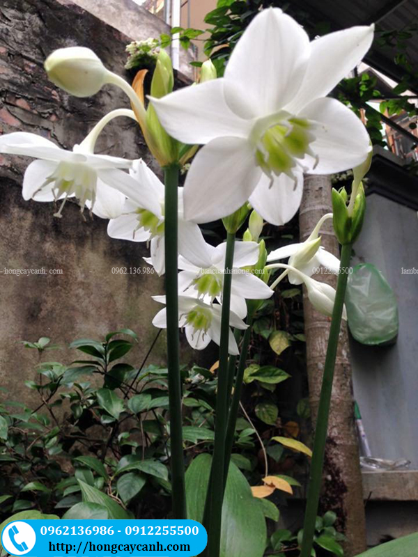Hoa ngọc trâm nở thành từng chùm trên mỗi cuống và màu trắng đẹp