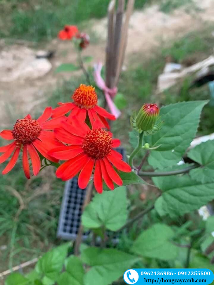 Hoa cúc mexico màu đỏ