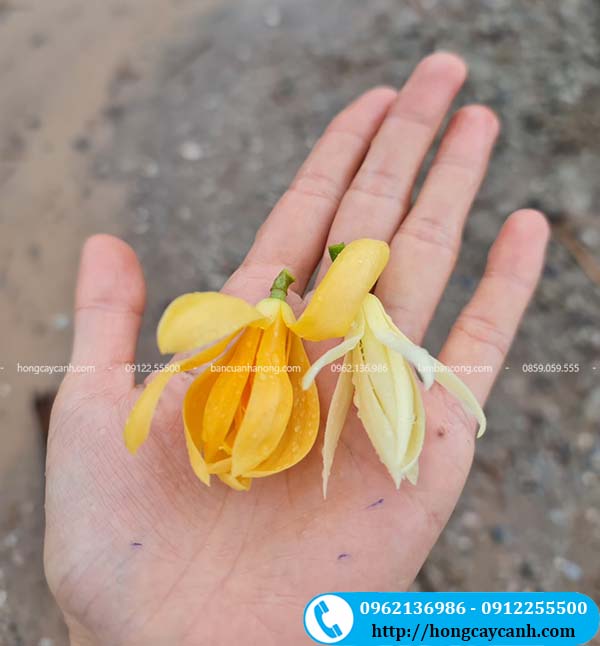 Cây ngọc lan có 2 màu trắng và vàng