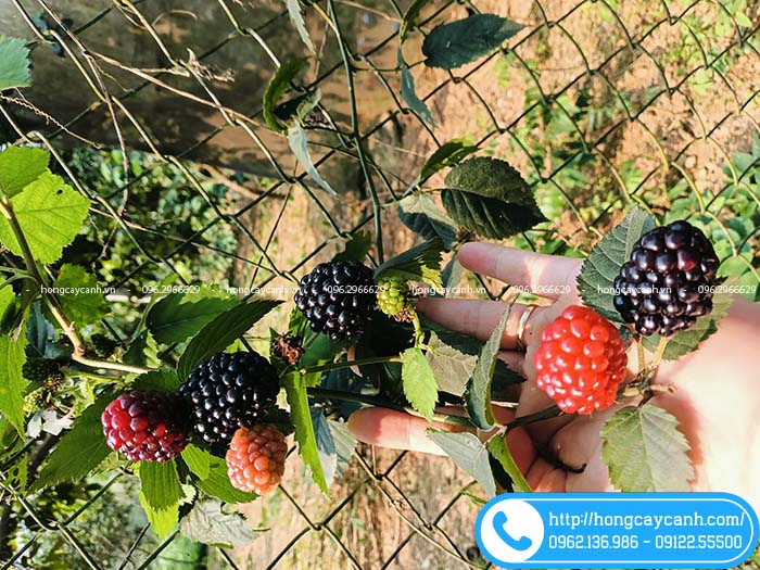 Cây mâm xôi cho quả đen căng mọng nước