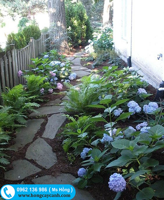 trang trí sân vườn với hoa cẩm tú cầu