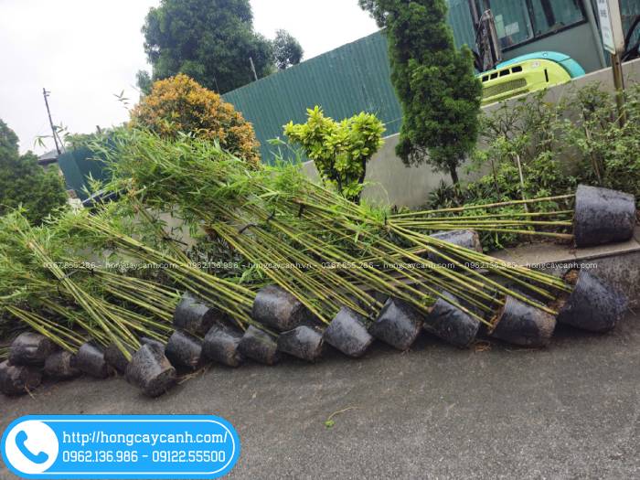 Vườn giao tre thân xanh đến nhà khách