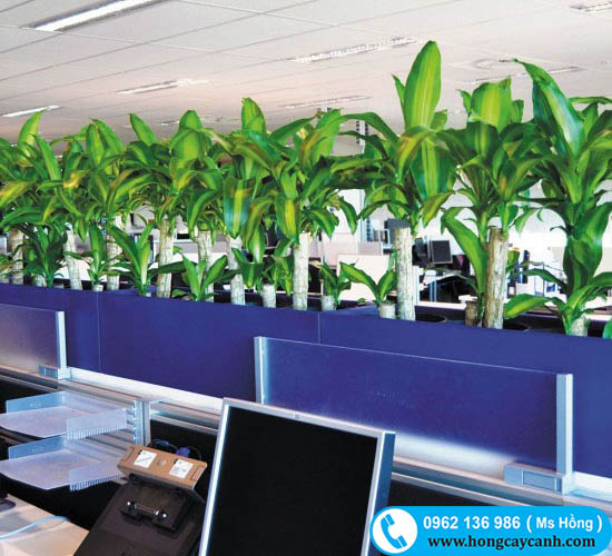 trồng cây thiết mộc lan văn phòng