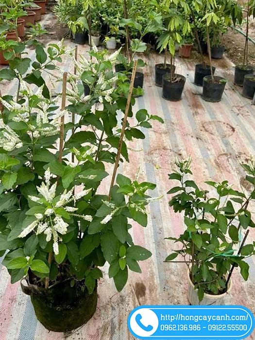 2 size cây bạch trầm hương