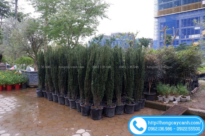 Cây hoàng dương Nhật cao 1m5 1m6