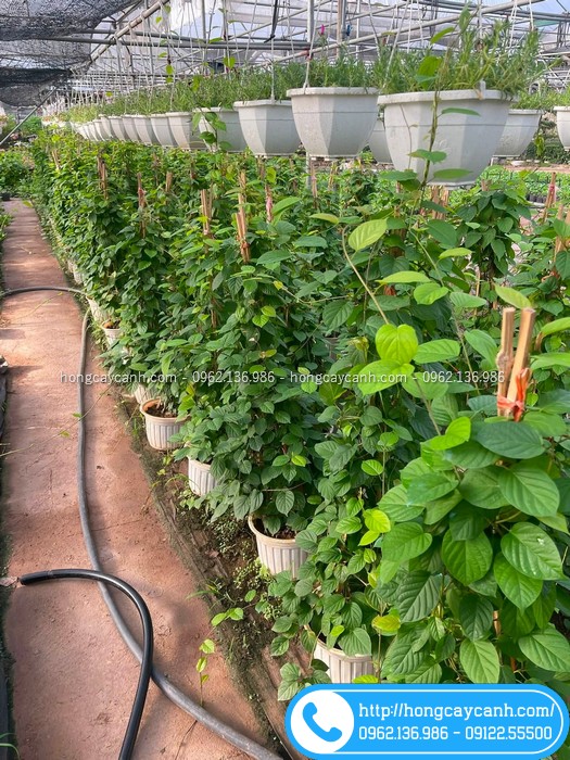 Vườn cây đinh hương Nhật
